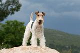 FOX TERRIER 603